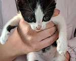 Кошки в Подольске: Котята Мальчик, 1 руб. - фото 1