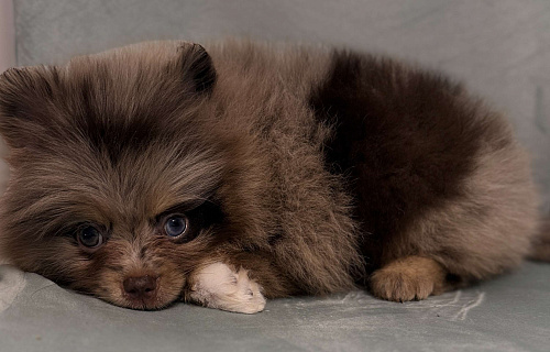 Щенки шпица