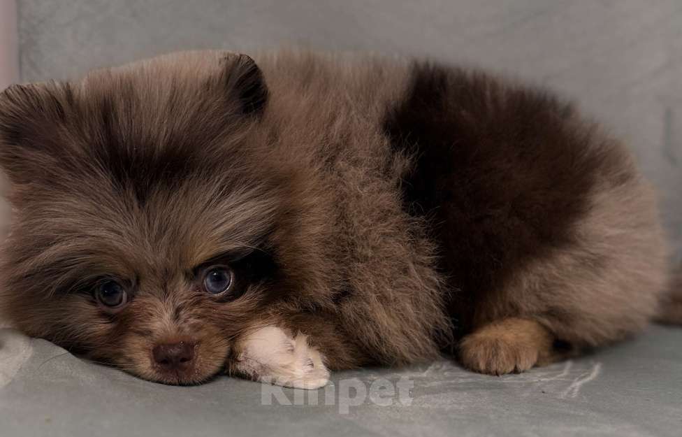 Собаки в Петрозаводске: Щенки шпица Разнополые, 30 000 руб. - фото 1