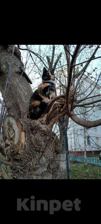 Кошки в Архангельске: Пропала кошка! Девочка, Бесплатно - фото 2