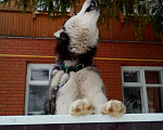 Собаки в Уфе: Кабель для вязки, 45 руб. - фото 4