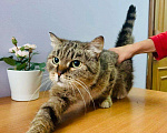 Кошки в Кувшиново: Стерилизованная и привитая красавица в дар, Бесплатно - фото 8