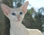 Кошки в Самаре: Ориентальные котята-подростки, 50 000 руб. - фото 5
