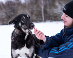 Собаки в Солнечногорске: Милый ушастик в добрые руки Мальчик, Бесплатно - фото 5
