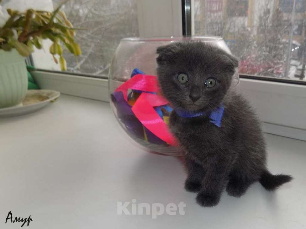 Кошки в Москве: Шотландская вислоухая длинношерстная, мальчик Мальчик, 15 000 руб. - фото 2