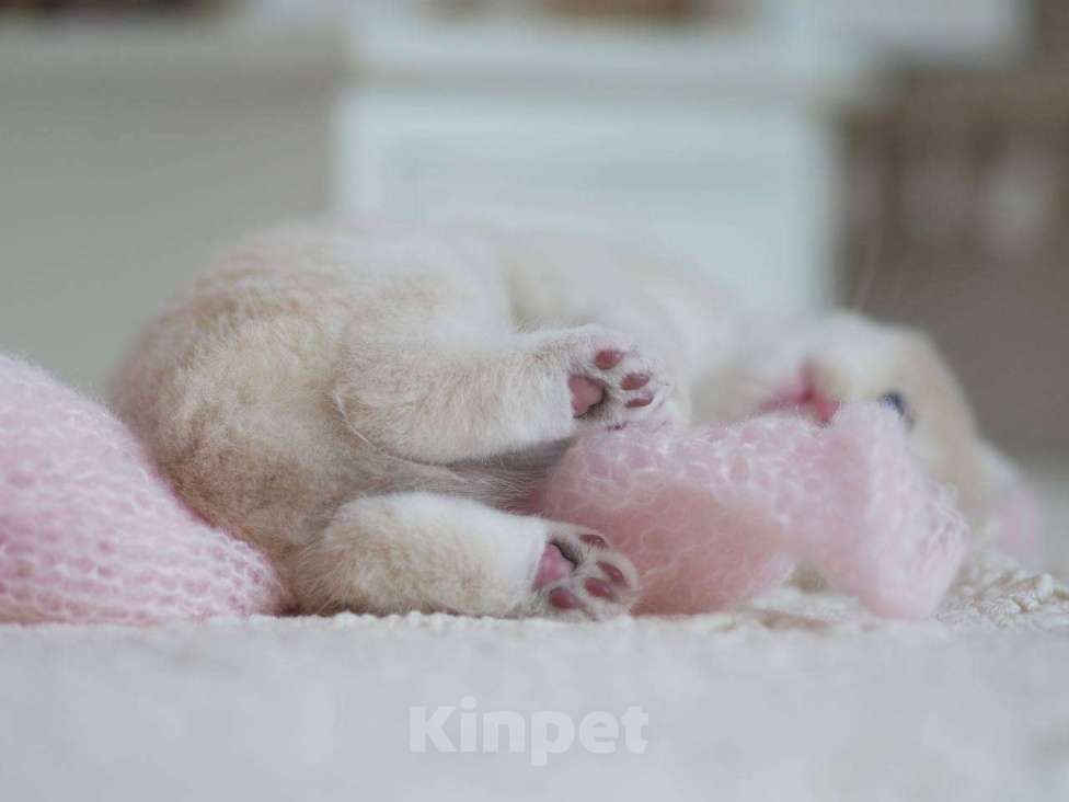 Кошки в Москве: Британский мальчик Финист Мальчик, 150 000 руб. - фото 5