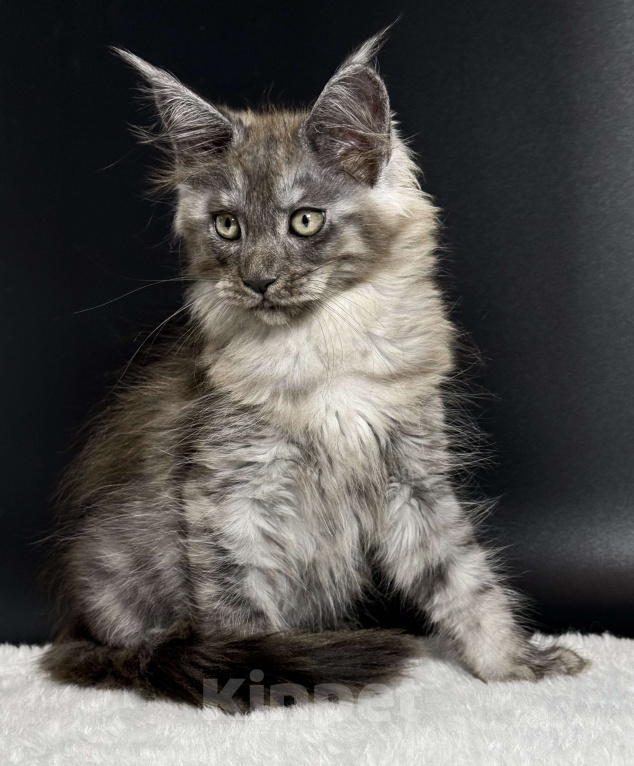 Кошки в других городах Московской области: Дымчатая красотка Девочка, 50 000 руб. - фото 7