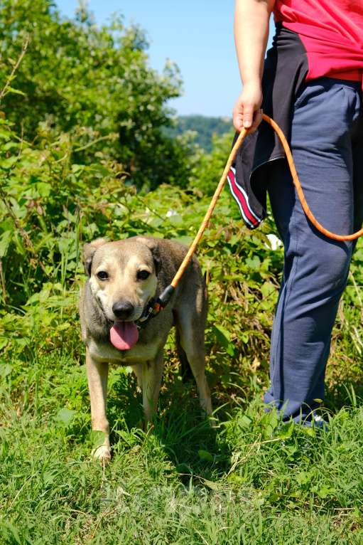 Собаки в других городах Краснодарского края: Добрый кроткий пес чипирован кастрирован в дар с доставкой Мальчик, Бесплатно - фото 8