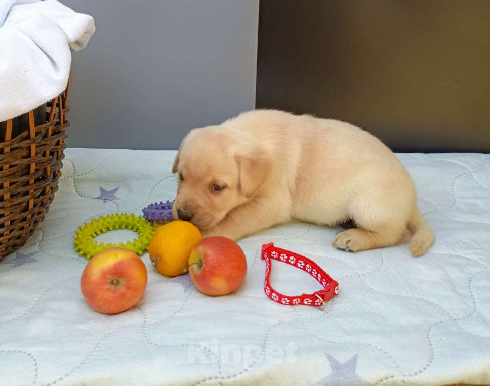 Собаки в Москве: Щенки Лабрадора Мальчик, 40 000 руб. - фото 2