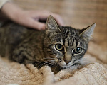 Кошки в Москве: Полосатый котёнок Муся в добрые руки Девочка, Бесплатно - фото 4