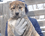 Собаки в Новосибирске: Щенок алабая (среднеазиатской овчарки) Девочка, Бесплатно - фото 2