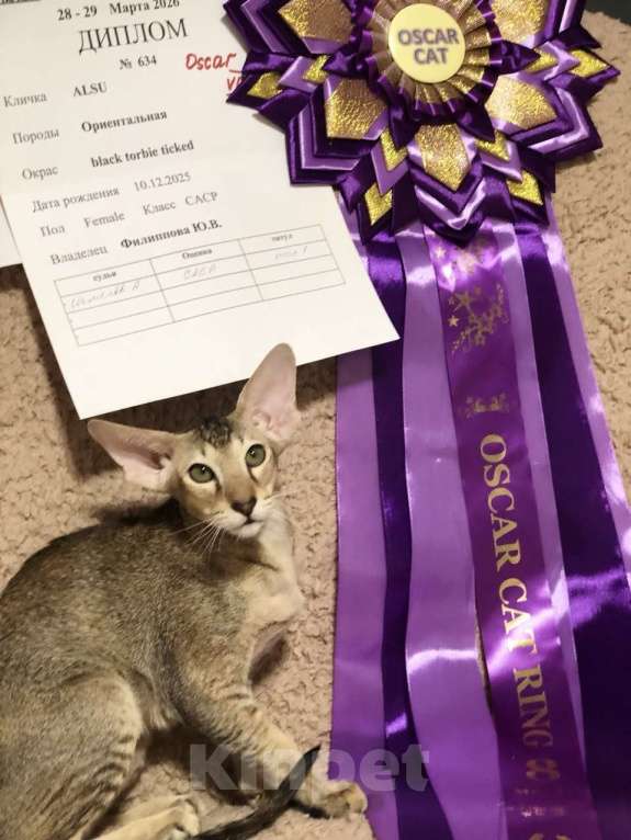 Кошки в Санкт-Петербурге: Ориентальный котенок девочка Девочка, 50 000 руб. - фото 4