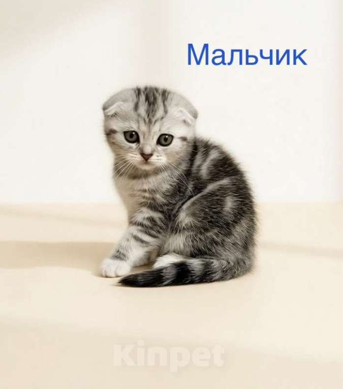 Кошки в Нижнем Новгороде: Шотландские котята Разнополые, 22 000 руб. - фото 1
