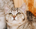 Кошки в Москве: Котенок девочка  Девочка, 100 руб. - фото 7
