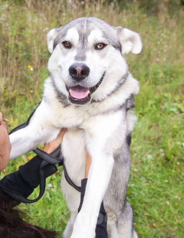 Собаки в Москве: Серенький, метис хаски Мальчик, Бесплатно - фото 2