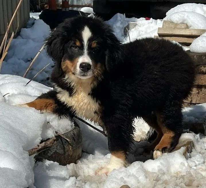 Собаки в Москве: Щенки берняшки  Мальчик, 40 000 руб. - фото 5