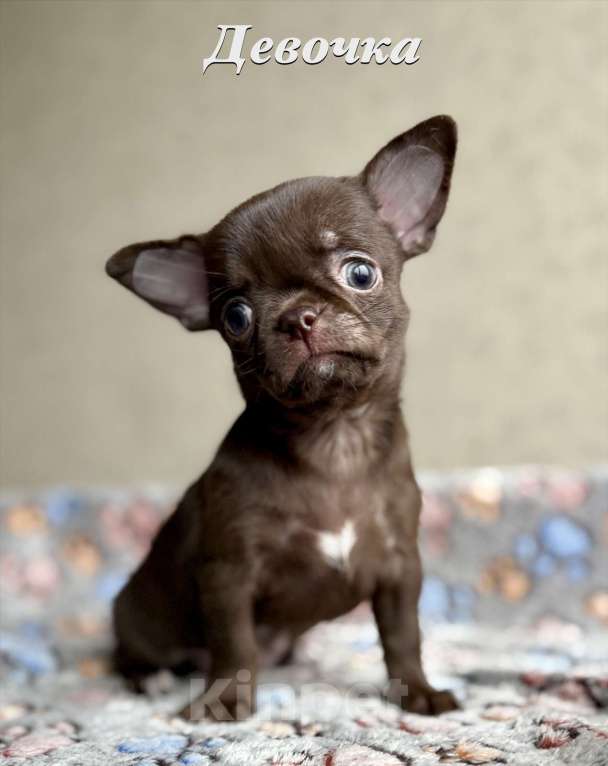 Собаки в Санкт-Петербурге: Щенки чихуахуа Разнополые, 40 000 руб. - фото 5