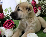Собаки в Шахте: щенки алабая Мальчик, 25 000 руб. - фото 3