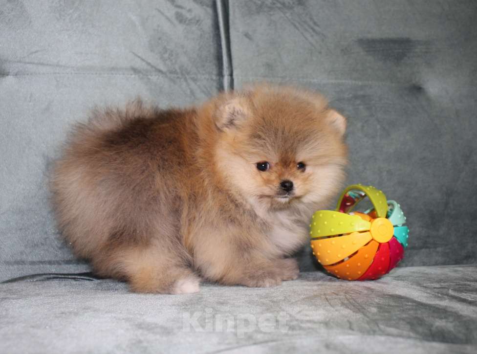 Собаки в Санкт-Петербурге: Щенок померанского шпица Девочка, 40 000 руб. - фото 2