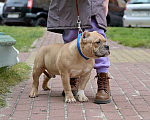 Собаки в Курске: Мальчик булли палевый Мальчик, 100 000 руб. - фото 1