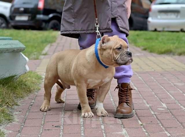 Собаки в Курске: Мальчик булли палевый Мальчик, 100 000 руб. - фото 1