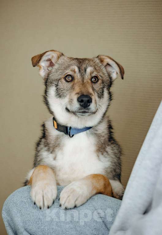 Собаки в Москве: Щенок бесплатно в Москве Девочка, Бесплатно - фото 4