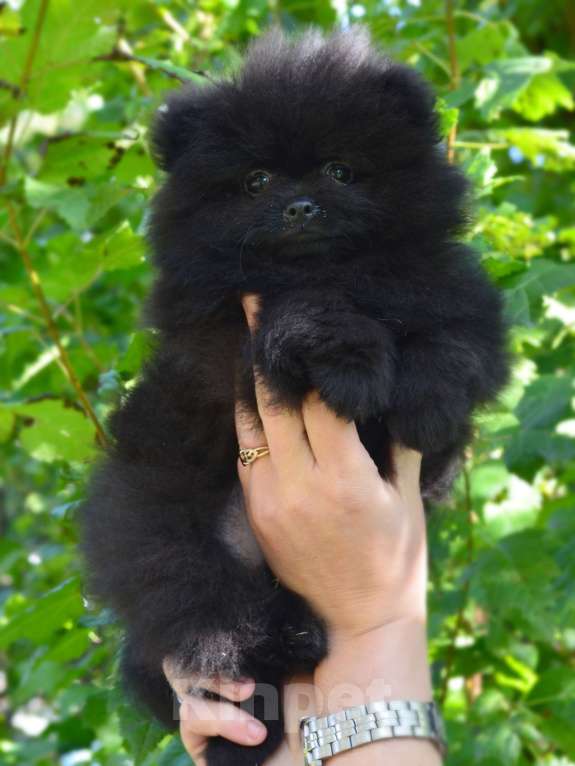 Собаки в Бийске: Щенки шпица Мальчик, Бесплатно - фото 3