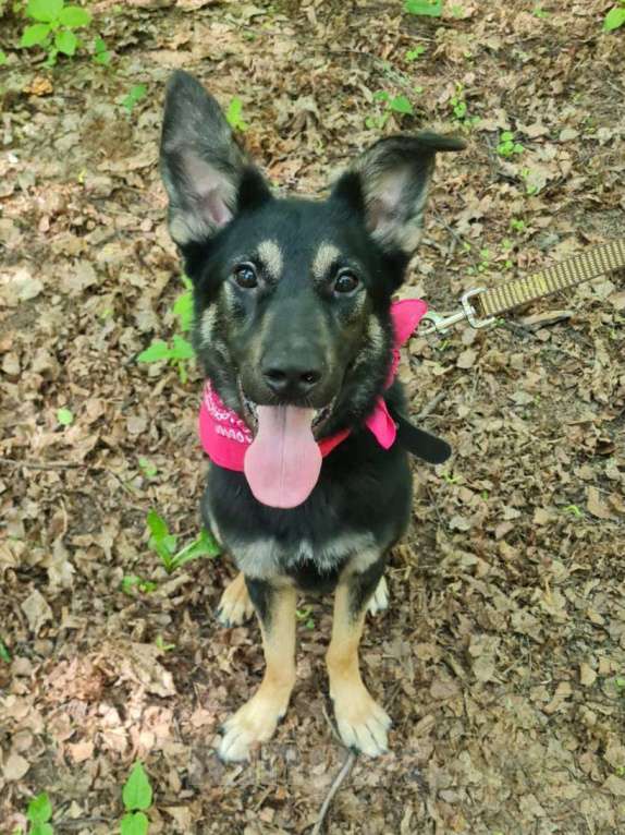 Собаки в Москве: На всех фото она улыбается..  Девочка, Бесплатно - фото 1