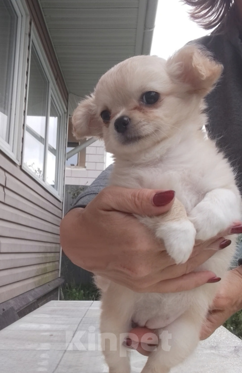 Собаки в Кудрово: Шикарная девочка Девочка, 80 000 руб. - фото 3