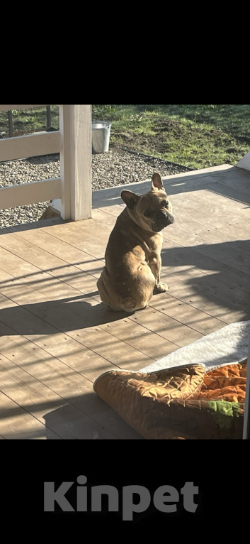 Собаки в Люберцах: Отдам в добрые руки самого дорогого на свете мальчика Мальчик, Бесплатно - фото 5