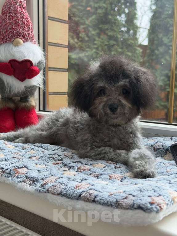 Собаки в Краснодаре: Тедди пудель Китай 🇨🇳  Девочка, 190 000 руб. - фото 1