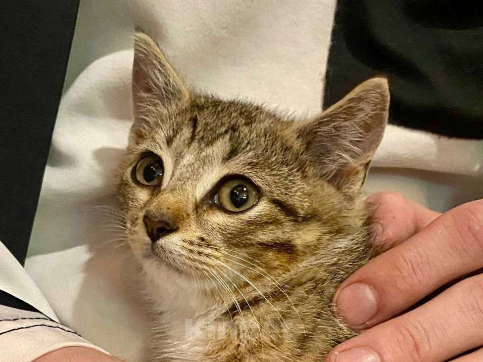 Кошки в других городах Московской области: Дачник Шурик хочет домой Мальчик, Бесплатно - фото 5