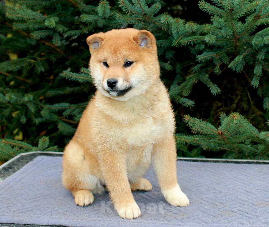 Собаки в Сергиеве Посаде: Девочка Сиба Ину Девочка, 60 000 руб. - фото 4