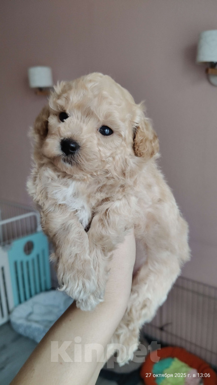 Собаки в Мытищах: Пушон (бишпу) Мальчик, 150 000 руб. - фото 4