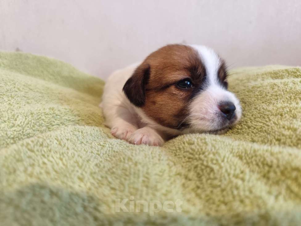 Собаки в Калининграде: Щенки джек рассел терьера Девочка, 60 000 руб. - фото 7