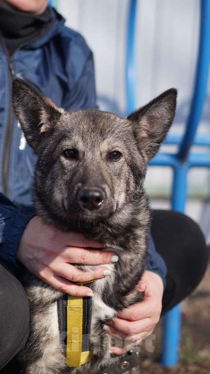 Собаки в Ногинске: Щенок ищет дом Мальчик, Бесплатно - фото 1
