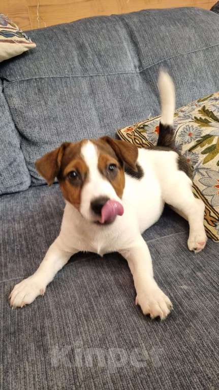 Собаки в Москве: Мальчик 3 мес  Мальчик, Бесплатно - фото 5