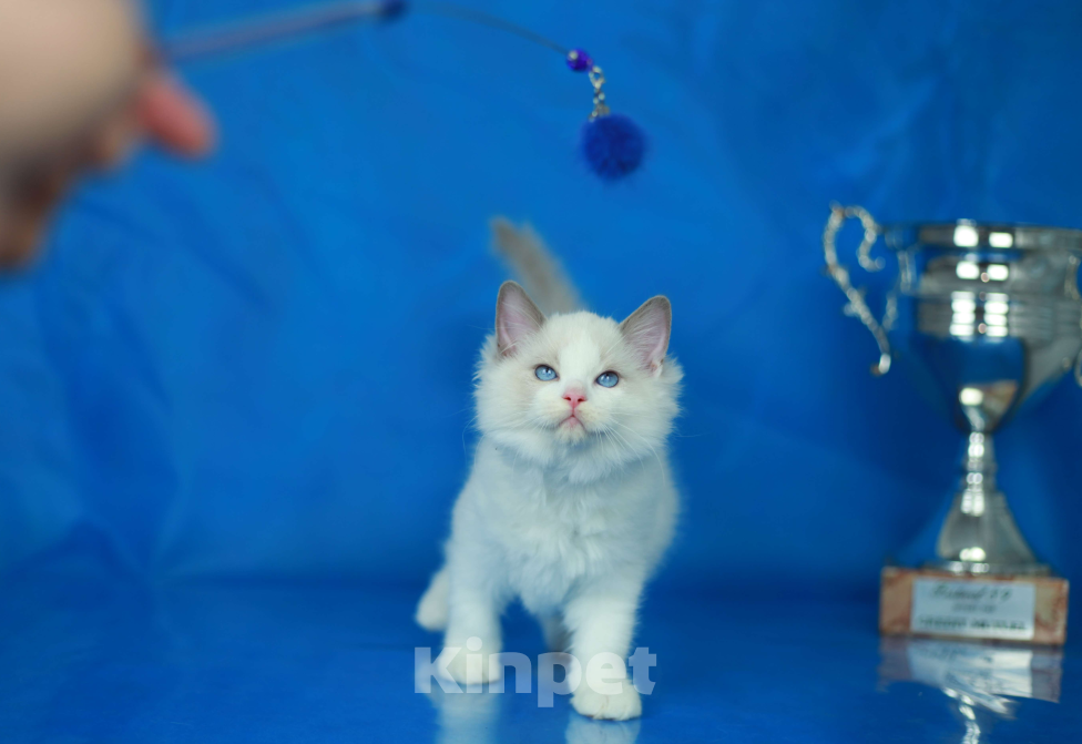 Кошки в Москве: Рэгдолл котенок блю биколор Мальчик, 70 000 руб. - фото 7