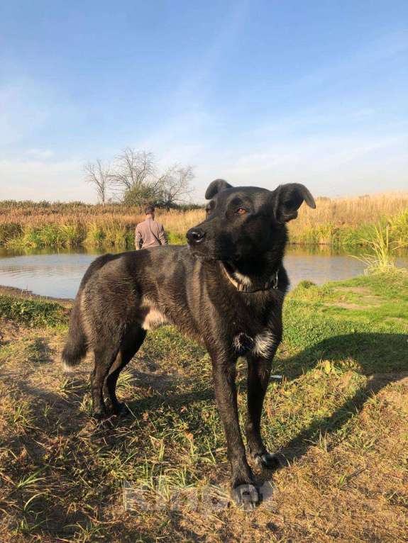 Собаки в Королеве: ‼️ПРОПАЛА СОБАКА‼️ Мальчик, 1 000 руб. - фото 2