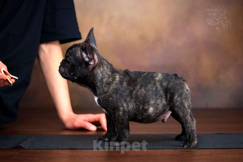 Собаки в Ростове-на-Дону: Готовы к переезду щенки французкого бульдога. Мальчик, 50 000 руб. - фото 3