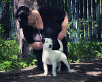 Собаки в Голицыно: Невероятная Девочка, 50 000 руб. - фото 3