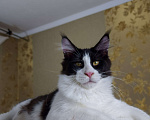 Кошки в Краснодаре: Котята мейн-кун полидакт Мальчик, 40 000 руб. - фото 2