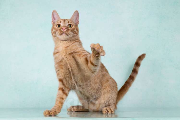 Кошки в Москве: Юна, чудесная ласковая кошечка-подросток ищет дом Девочка, 10 руб. - фото 3