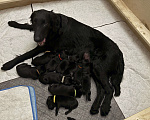 Собаки в Москве: Бронируем щенков прямошерсного ретривера ( флэт) Мальчик, 75 000 руб. - фото 4