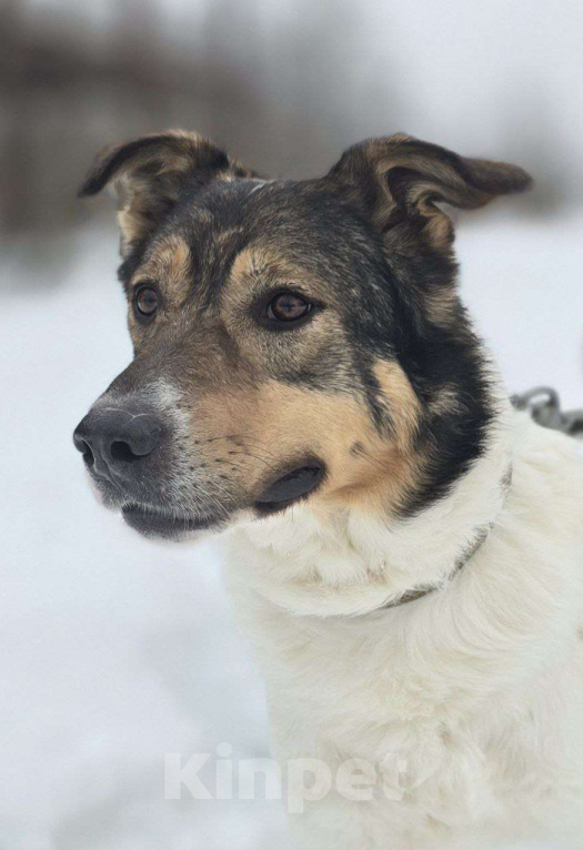 Собаки в Королеве: Жерар – пёс тонкой душевной организации. Мальчик, Бесплатно - фото 3