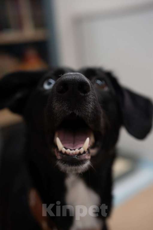 Собаки в Люберцах: Метис овчарки и спаниеля Девочка, Бесплатно - фото 5