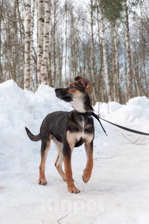 Собаки в Ногинске: Ивонна ждет свою семью в приюте Девочка, Бесплатно - фото 7