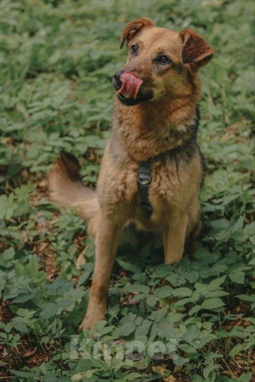 Собаки в Москве: Мия Девочка, Бесплатно - фото 1