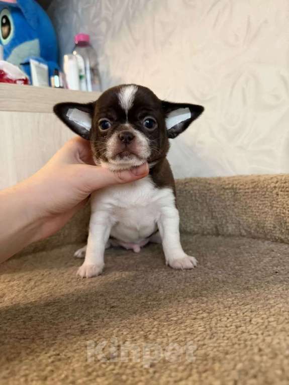 Собаки в Воронеже: Бело шоколадный мальчик. Мальчик, 35 000 руб. - фото 2