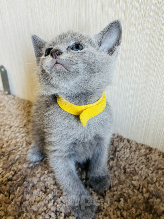 Кошки в Москве: Продаются котята русской голубой Мальчик, 60 000 руб. - фото 4